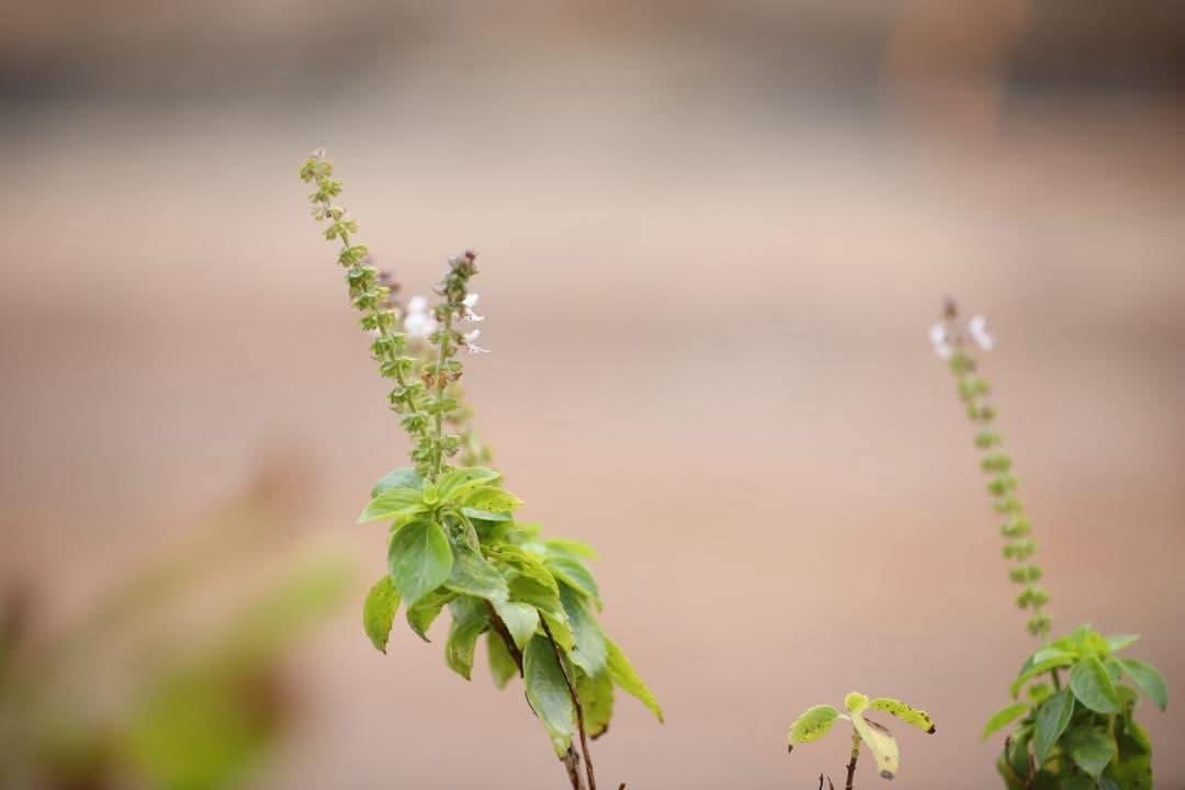 اليوم العالمي للشجرة